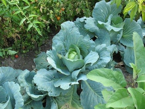 花園里的卷心菜