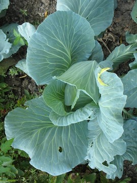 花園里的卷心菜