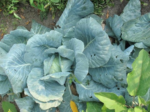 花園里的卷心菜