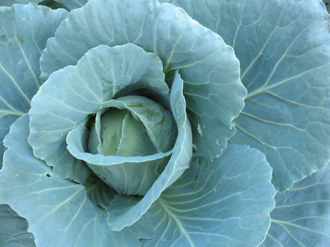 花園里的卷心菜