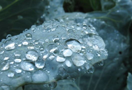 綠葉上的水滴