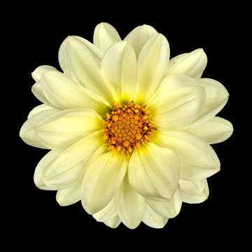 White Dahlia Flower與黃中心分離