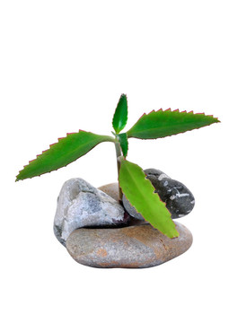 藥用植物