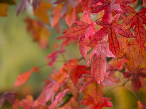 紅色和橙色楓葉