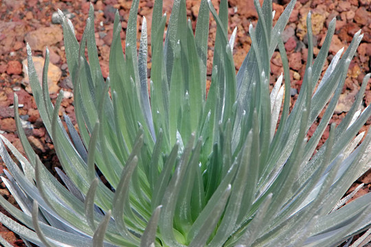 silversword植物