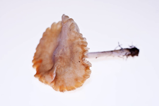 淺色背景蘑菇