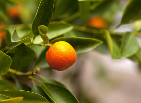 Tangerine夜店樹的果實