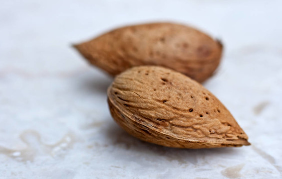 杏樹(shù)