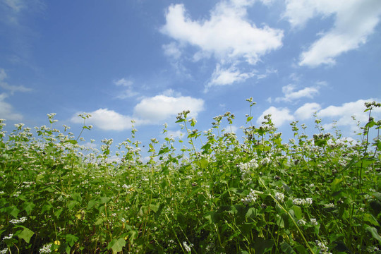 蕎麥田景觀