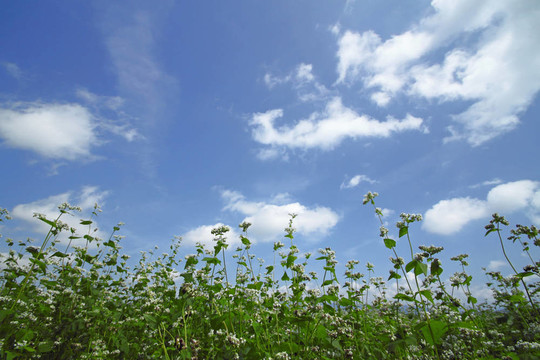 蕎麥田景觀