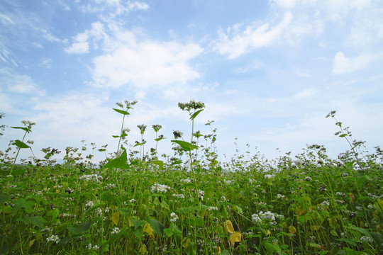 蕎麥田景觀