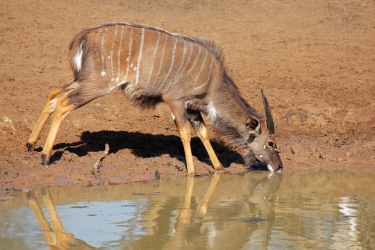 Nyala antelope喝