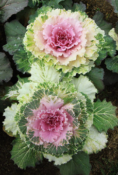 彩色蔬菜白菜