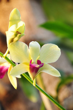 蘭花