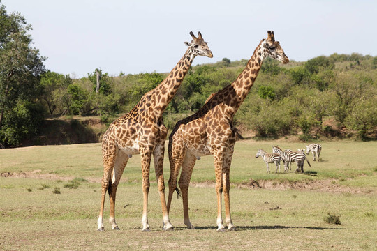 Giraffe（長(zhǎng)頸鹿）