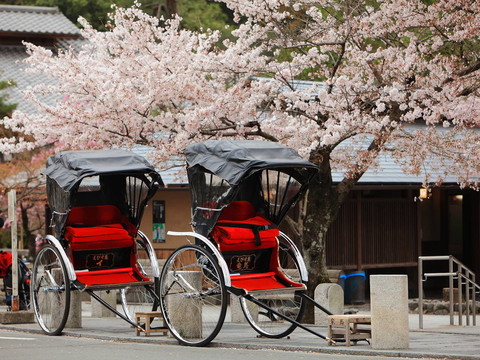 日本黃包車與櫻花樹