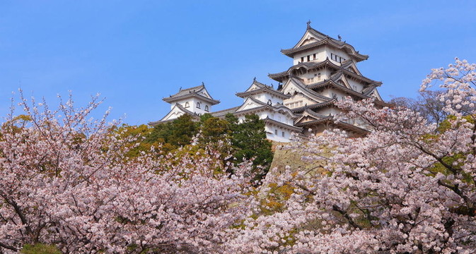日本城堡和美麗的花