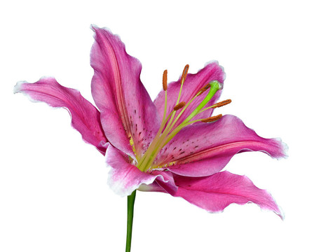 粉紅色的百合花綠色的隔離