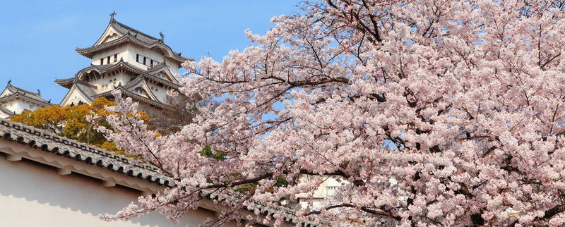 日本城堡和美麗的粉紅色花（櫻花）