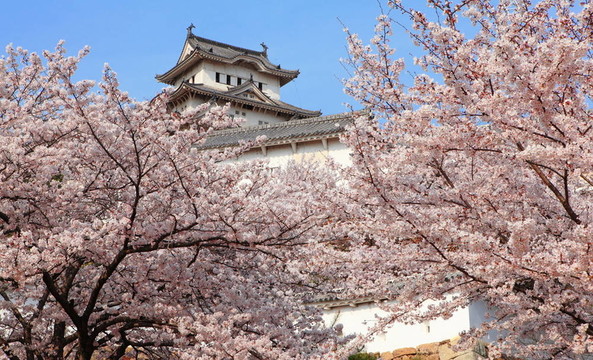 日本城堡和美丽的粉红色花（樱花）