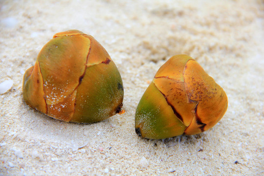 沙滩上的椰子