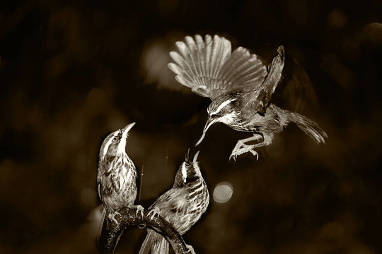 Mother Pomatorhinus ruficollis飼料