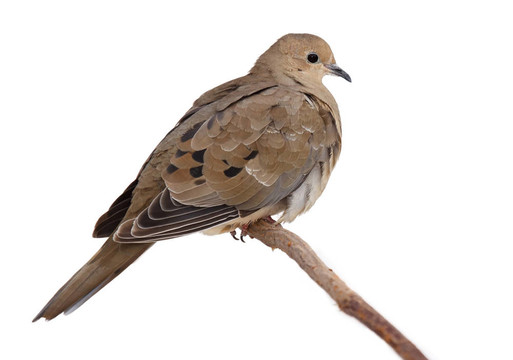 斑鳩抖抖羽毛保暖