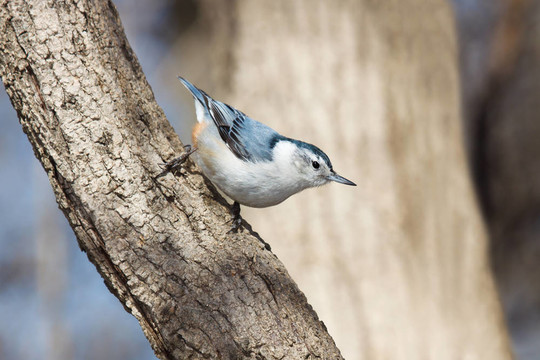 白胸鳾走樹枝