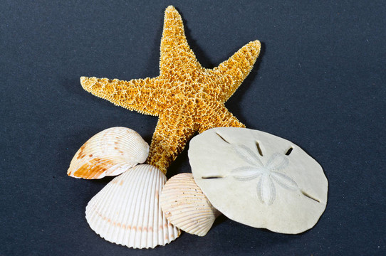 海星貝殼和沙元