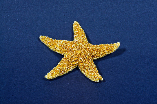 海星的特寫