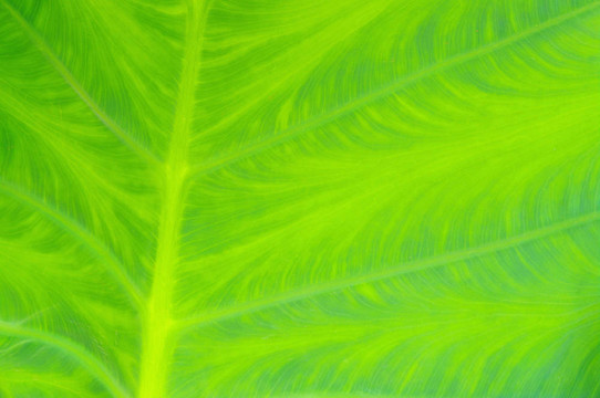葉脈01
