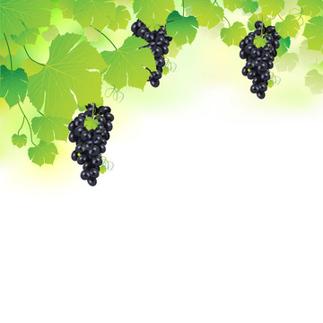Grapvine的葡萄