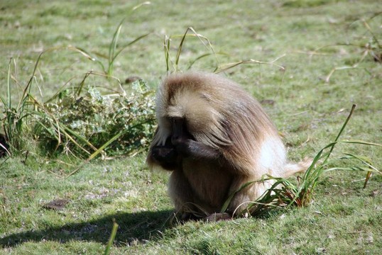 Gelada baboon；埃塞俄比亞