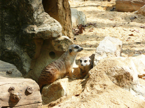 meercats；泰國。
