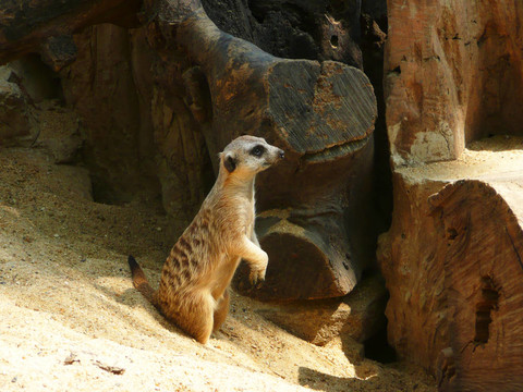 meercats；泰國。