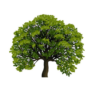 大綠樹(shù)符號(hào)
