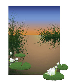 自然池塘背景。睡蓮花卉水