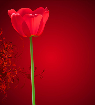 情人節(jié)花卉背景。紅色郁金香的插圖
