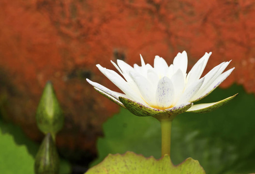 白蓮花