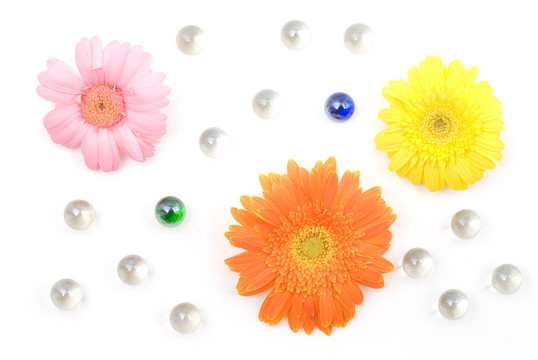 Gerbera daisy flower安排