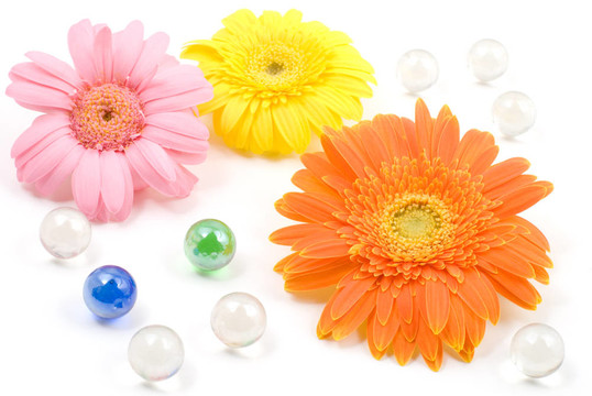 Gerbera daisy flower安排