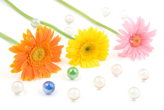 Gerbera daisy flower安排