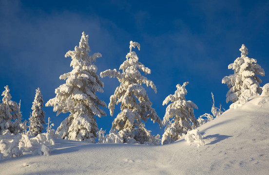 吃在雪里