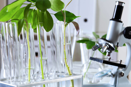 在綠色植物生物學(xué)實驗室
