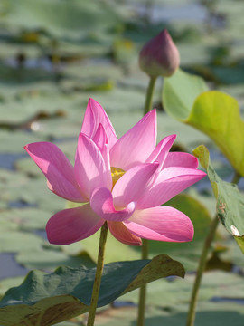 蓮花