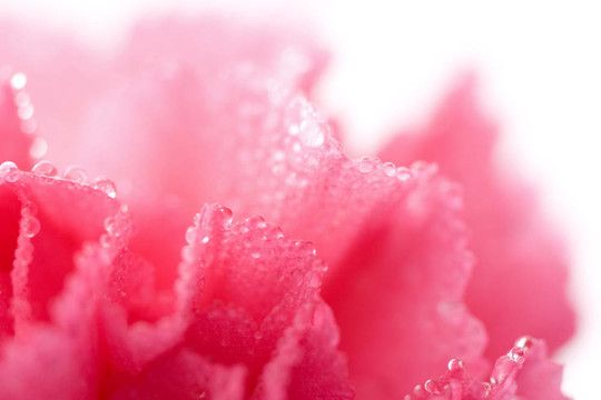 粉红色的康乃馨花与水滴分离