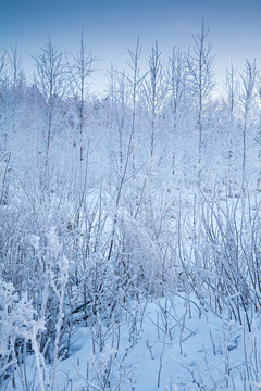 多雪的冬季景觀