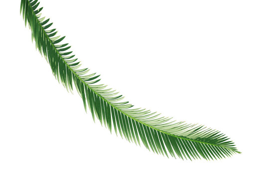 蕨類植物的棕櫚