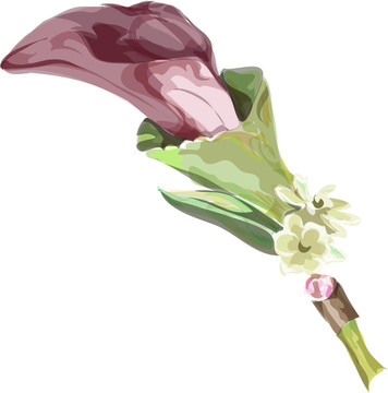 Calla burgundy的顏色。