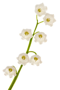 山谷的莉莉